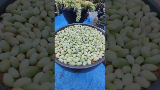 Sedum Morganianum Burros Tail Propagation | bikolanahardinera #shortvideo #succulent #propagation смотреть онлайн