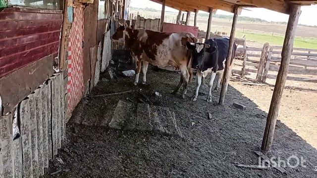 Девчёнки потребовали мужского внимания. смотреть онлайн