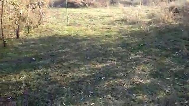 Ловля Седоголовых щеглов 29.10.2018г смотреть онлайн