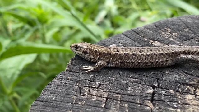 Ящерицы в садах Южного Урала смотреть онлайн