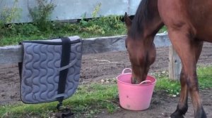 48 Общее привыкание. Гранд вальтрап. Уроки верховой езды.