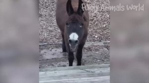 Самые смешные видео с собаками и кошками ? - Лучшие смешные видео с Животными 2023 ? #5