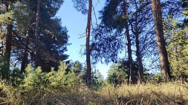2 ноября народный праздник Артемьев день. Народные приметы и традиции. Именинники дня. смотреть онлайн