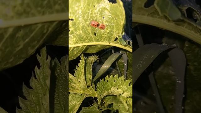 Клопы# Солдатики в самоволке# смотреть онлайн