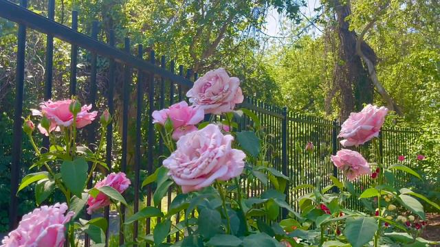 A Fragrant And Beautiful Rose With Many Flowers And Low Thorns - Memorial Day
