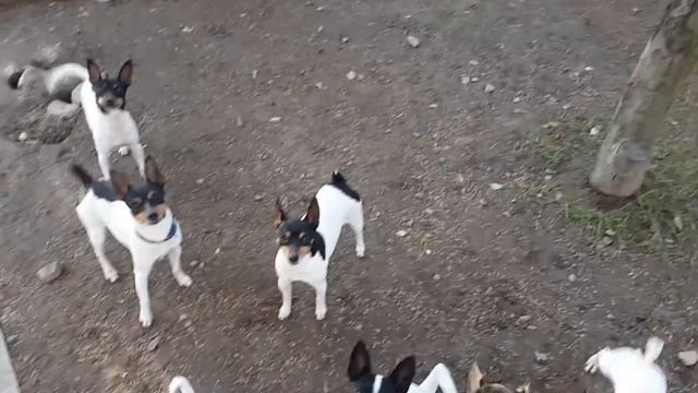 Той-фокстерьеры гуляют смотреть онлайн