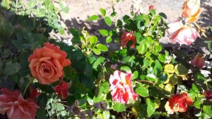 РОЗА ШАТО ДЭ ВЕРТУА , ХРИЗАНТЕМЫ В СЕРЕДИНЕ ОСЕНИ.15.10.23