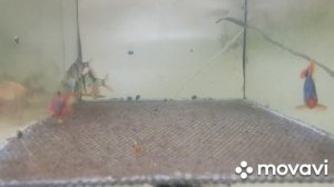 БАРБУСЫ?ПОДСКАЖИТЕ ,КАК ОТЛИЧИТЬ САМКУ ОТ САМЦА?!