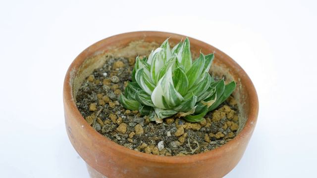 Haworthia Reticulata 