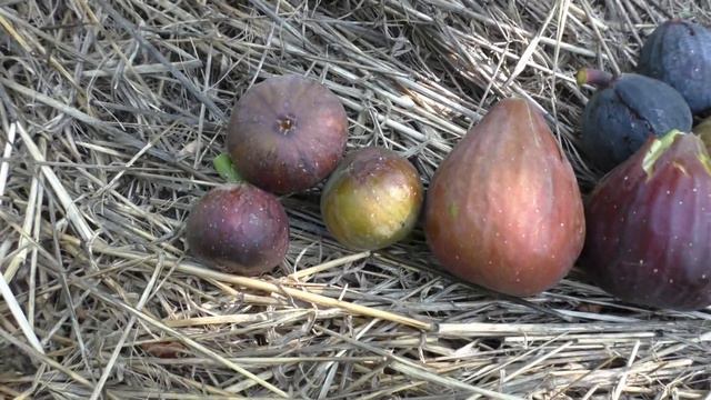 Инжир викторина самая вкусная фига смотреть онлайн