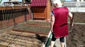 Плохо растёт лук Эксибишен. Подкормка.