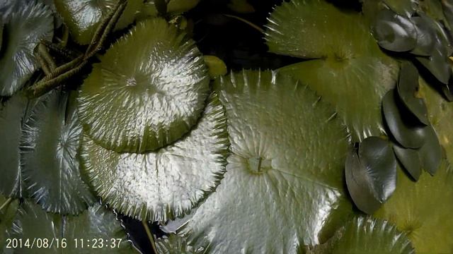 В Парке орхидей смотреть онлайн