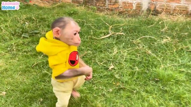Obi harvest watermelon and enjoys it with the duckling смотреть онлайн