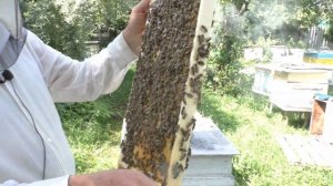 КАКАЯ ПОРОДА ПЧЁЛ ЛУЧШАЯ.