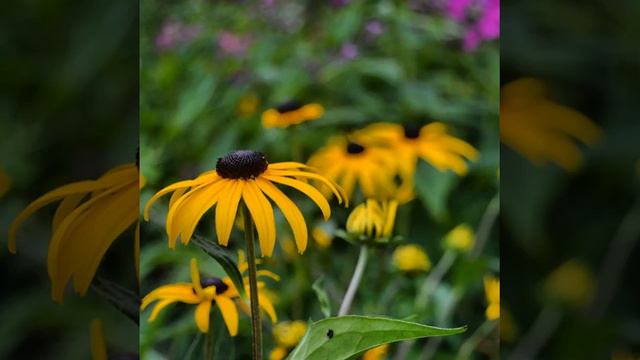 Flower Art! #botanicals #flora #flower #yellow #hibiscus #frontcamera #aloha #natureart #naturalbe смотреть онлайн