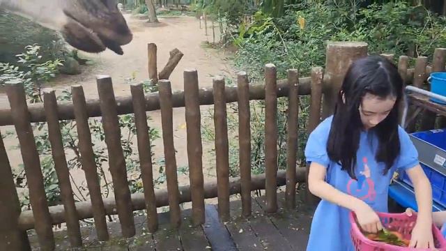 싱가포르주(Singapore zoo) 기린 먹이체험 смотреть онлайн