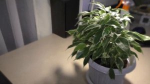 Фикус Бенджамина. Уход | Полив | Месторасположение