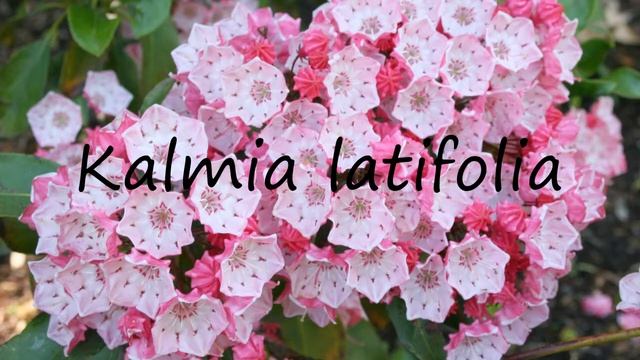 How to Pronounce Kalmia latifolia? смотреть онлайн
