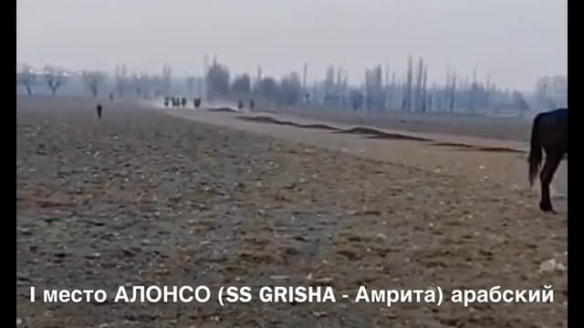 КЫРГЫЗСТАН, Кашгар-Кыштак, 1место арабский жеребчик АЛОНСО (SS Grisha-Амрита) смотреть онлайн