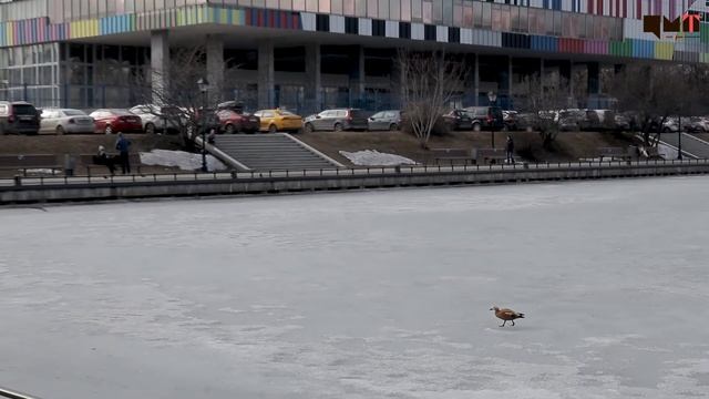 В телецентре Останкино смотреть онлайн