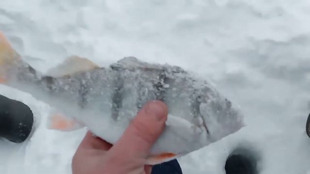 Зимняя рыбалка на мормышку на озере Сартлан. Бешеный клев окуня. Трофейный окунь. смотреть онлайн