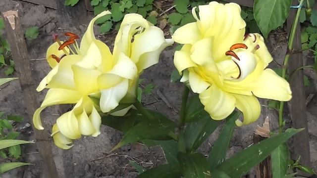 Лілія ОТ-гібрид махрова Exotic Sun купити смотреть онлайн