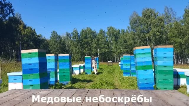 Промышленное пчеловодство в Сибири Пасека Матюшкиных 2016 смотреть онлайн