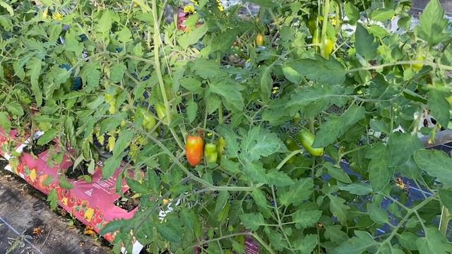 October 2020 at Fen Tomato Farm, also building a New Adventure place in the glasshouse смотреть онлайн