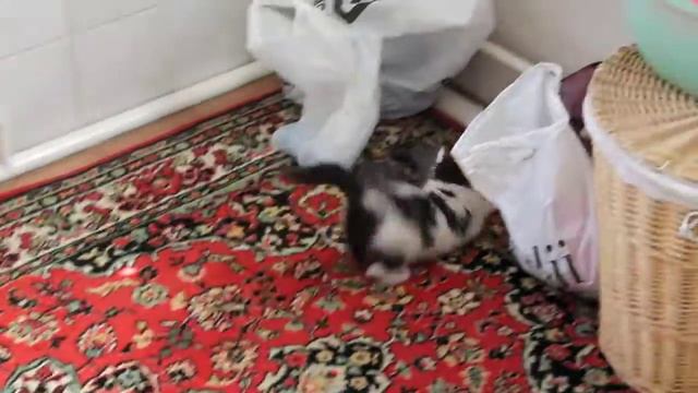 котёнок Вася играет на ковре, отлынивает от стирки смотреть онлайн