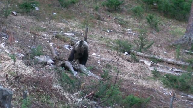 Молодой медведь нашел в лесу корову и несказанно обрадовался.. смотреть онлайн