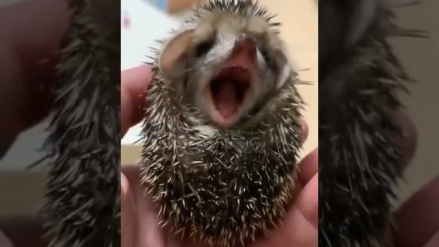 как прячется ёжик смотреть онлайн