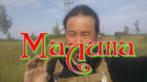 Колючий кустарник,  Игольчатая малина. Ягоды без ягода, не обычные растения, Новые растения у нас.