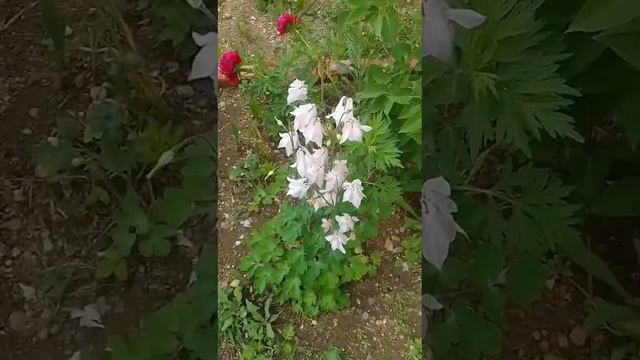 Здравствуй,лето! смотреть онлайн