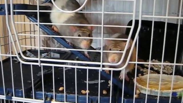 Крысы навели беспорядок в клетке, строят дом смотреть онлайн