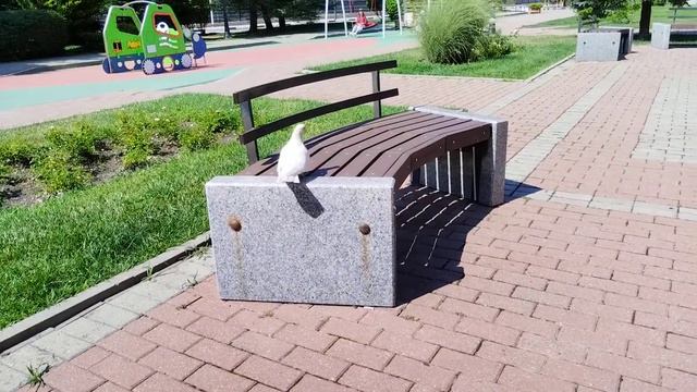 Голубь попрошайка ^^. смотреть онлайн