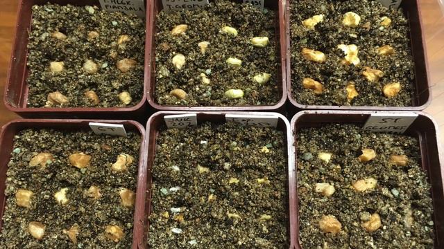 Vysev velkych semien смотреть онлайн