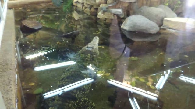 Нильский крокодил. смотреть онлайн