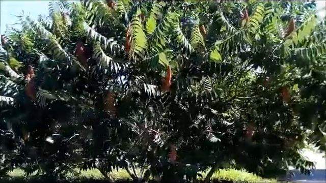 Rhus typhina, the staghorn sumac, is a species of flowering plant in the family Anacardiaceae. смотреть онлайн