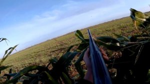 Охота на дикого голубя. Охота на вяхиря осенью. Мы с Димоном мазилы :)