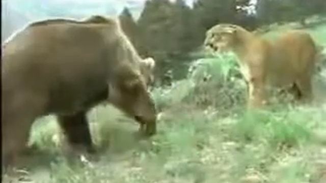 ЛЬВИЦА ПРОТИВ ЖИРНОГО ГРИЗЛИ ЖЕСТЬ!!!.flv смотреть онлайн