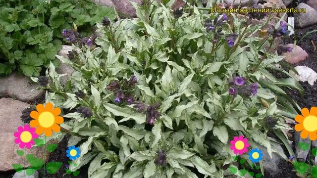Медуница длиннолистная Диана Клэр. Краткий обзор, описание pulmonaria longifolia Diana Clare смотреть онлайн