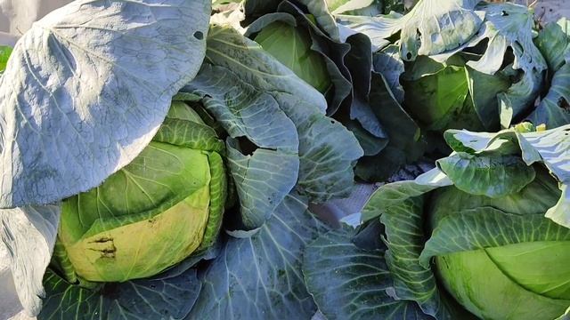 КОГДА убирать капусту осенью? ПРИЗНАКИ спелости капусты. Как сохранить УРОЖАЙ капусты ДО ЛЕТА?