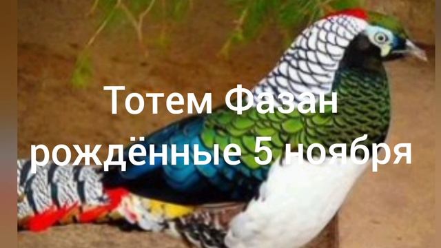 Тотем Фазан рождённые 5 ноября смотреть онлайн