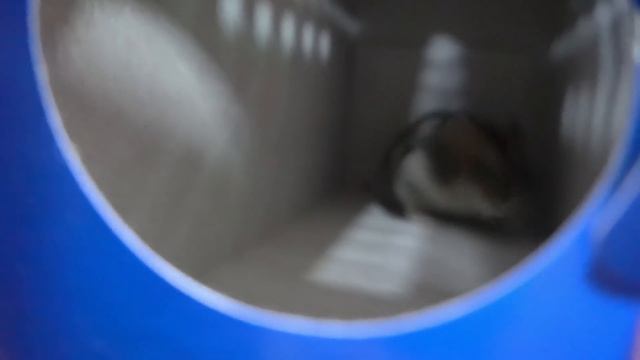 У нас новый питомец смотреть онлайн