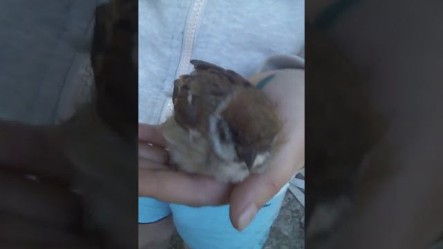 Кошка + воробей=смерть воробья смотреть онлайн