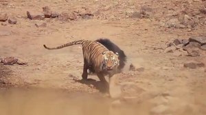 Слон 🐘 против Льва. Топ 10 битв животных!2020.