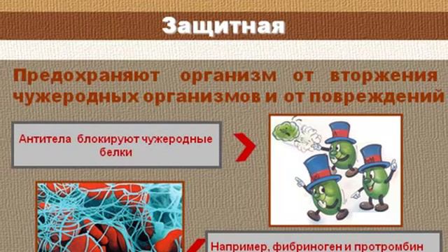Свойства и функции белков.AVI смотреть онлайн