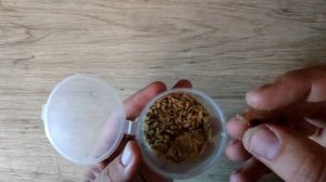 ГИГАНТСКИЙ ОПАРЫШ ЗА 5 ДНЕЙ + КОРМЛЕНИЕ И ХРАНЕНИЕ В ДОМАШНИХ УСЛОВИЯХ | КАК КОРМИТЬ ОПАРЫША И ЧЕМ