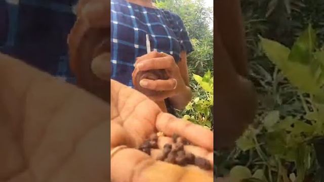 Pepper Grinder Review Amazon смотреть онлайн