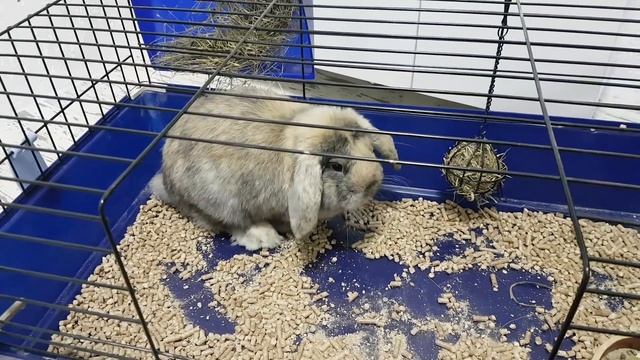 ЧТО СЛУЧИЛОСЬ С БАФФИ? НАШ НОВЫЙ ПИТОМЕЦ КРОЛИК / Галчата тв